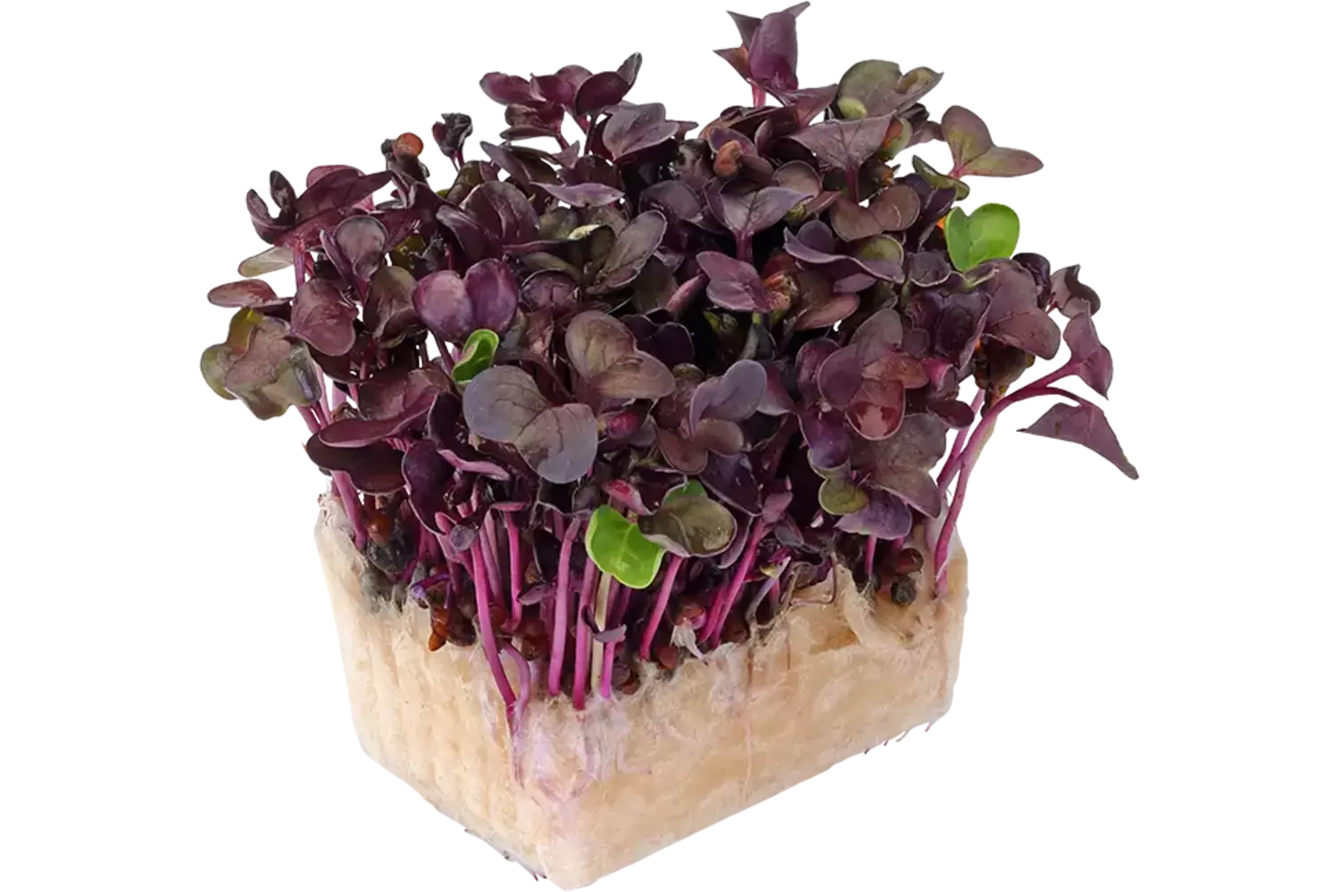 Sakura cress single stuk 1